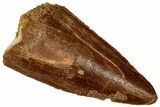 Serrated, Carcharodontosaurus Tooth Tip - Real Dinosaur Tooth #341252-1